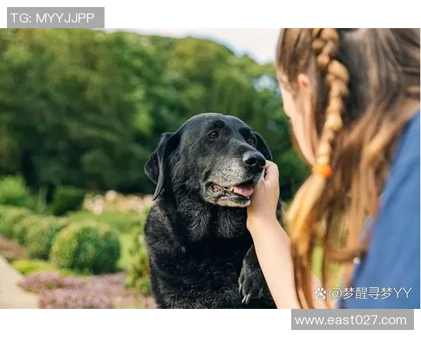 足球明星与爱犬情缘揭秘你知道哪个球星最爱狗狗吗